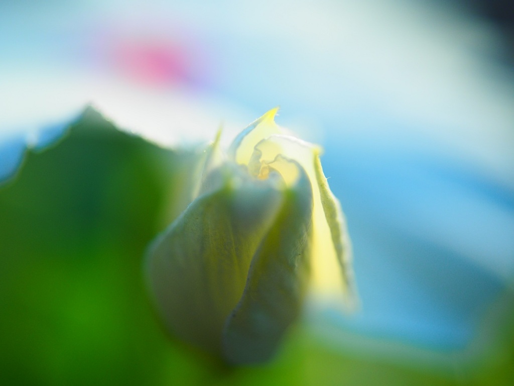 あした咲く・・