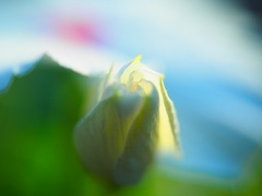 あした咲く・・