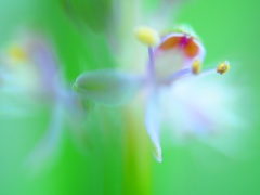 見えますでしょうか？Ⅱ