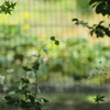秋明の菊