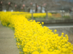 桜へと