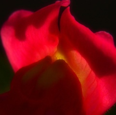 花央Ⅰ´