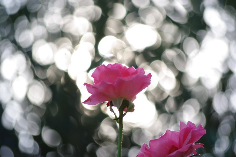 オリーブの木陰でⅢ