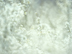 雪の名に