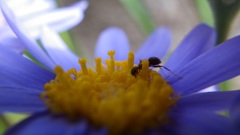 ブルーデージー