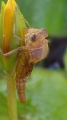 始まりました。