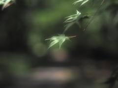 七夕でしたね・・