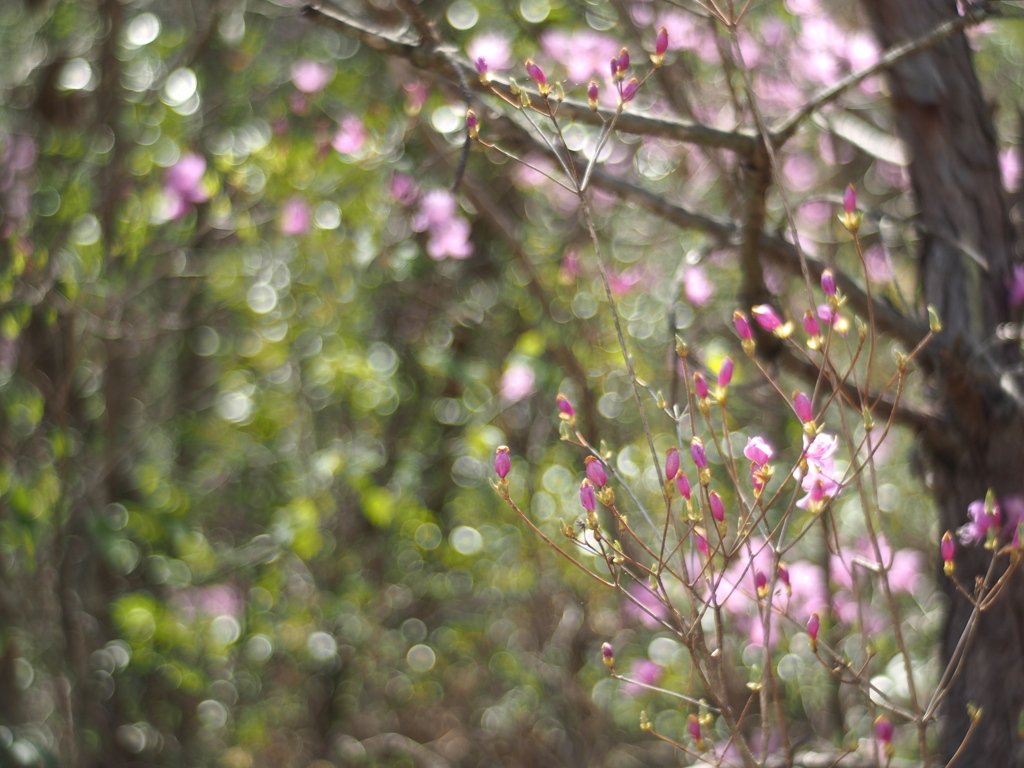 山路は花盛り