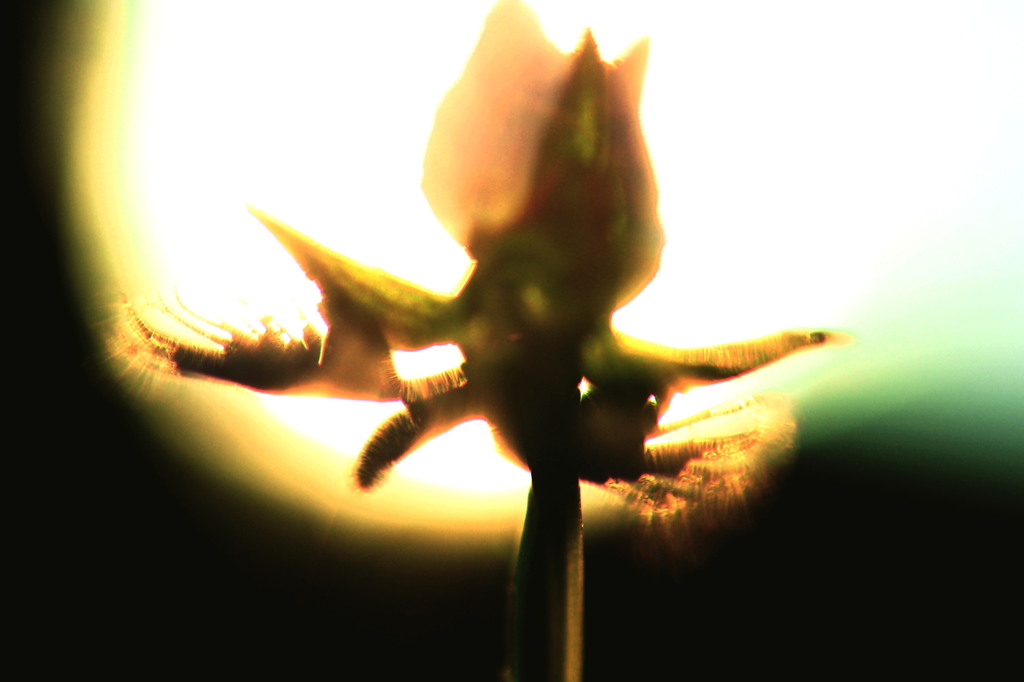 ひのとり
