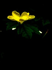 グリーンカーテン