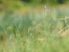 May of the field