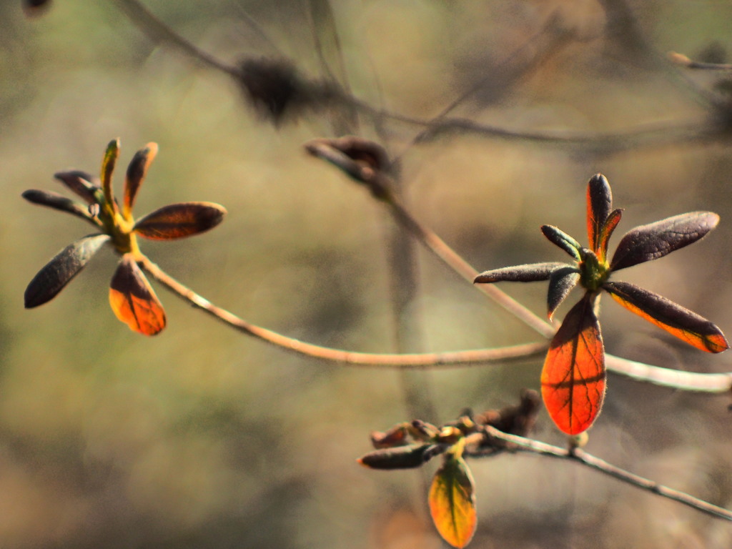 winter´s color