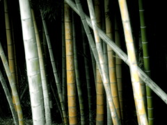 The color of the bamboo