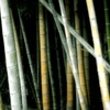 The color of the bamboo