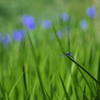 杜若（カキツバタ）