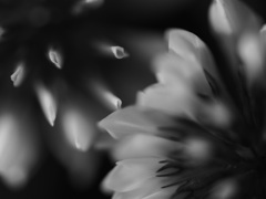雪の華