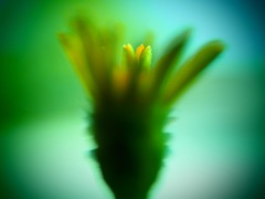 蕾