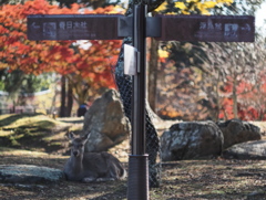 道先案内人・・