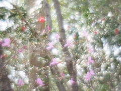 樹々の花