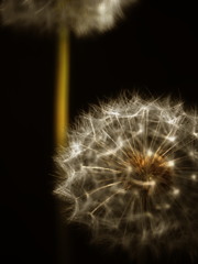 SEED