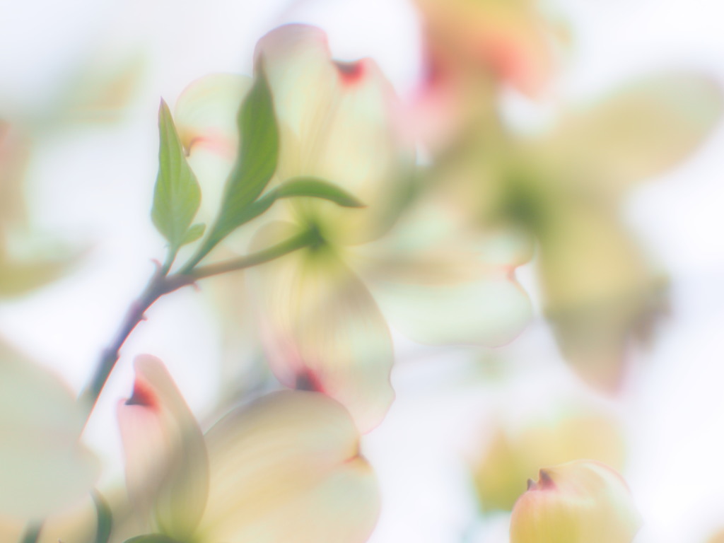 花水木