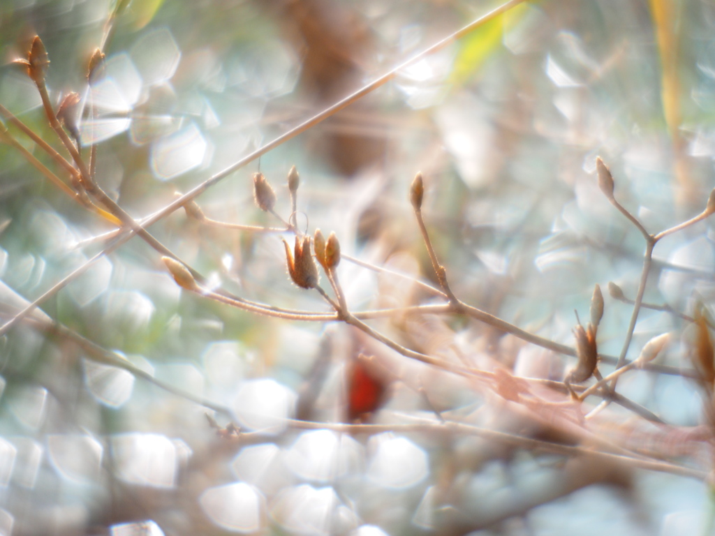 SEED