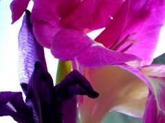 ディープ・・・・・パープル