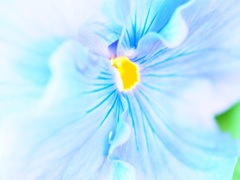 冬の花