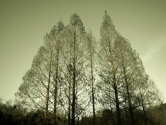 KarasuもしくはScarecrow