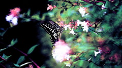 Ｆｉｒｅｆｌｙ