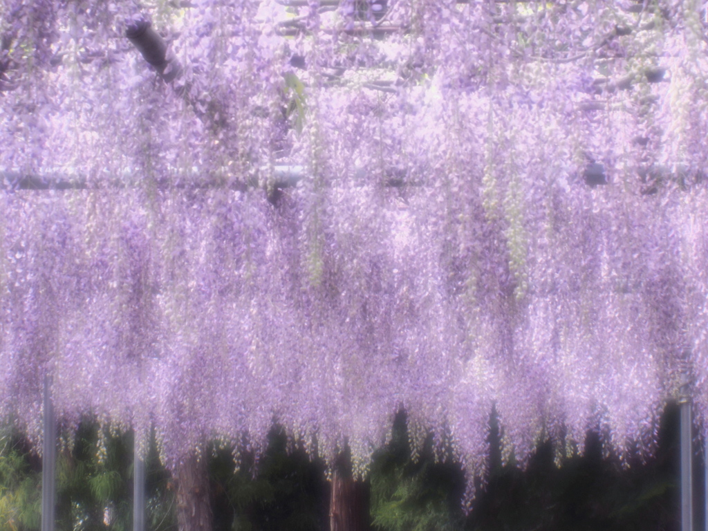 Wisteria ikumaika3