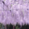 Wisteria ikumaika3