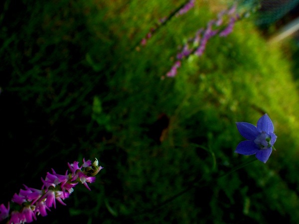 ヒナギキョウとネジバナ
