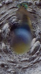 むしむし大行進４