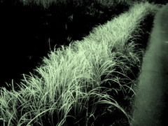 道端grass
