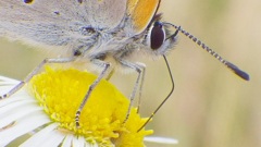 むしむし大行進６