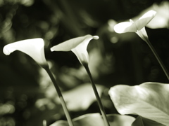 Calla・・延着です。