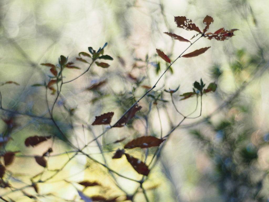 Withered lightⅡ