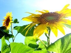 眩しいお日さま二つ