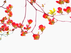 花水木