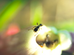 花の散るらむ