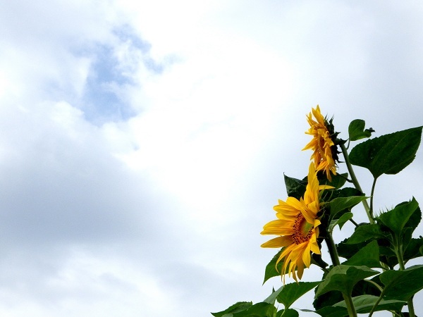 梅雨の晴れ間に