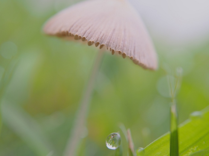 草木の秋Ⅱ
