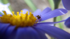 ブルーデージー