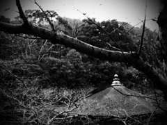 浮見堂の檜皮葺屋根を臨む