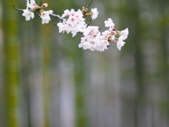 急げ、急げ・・