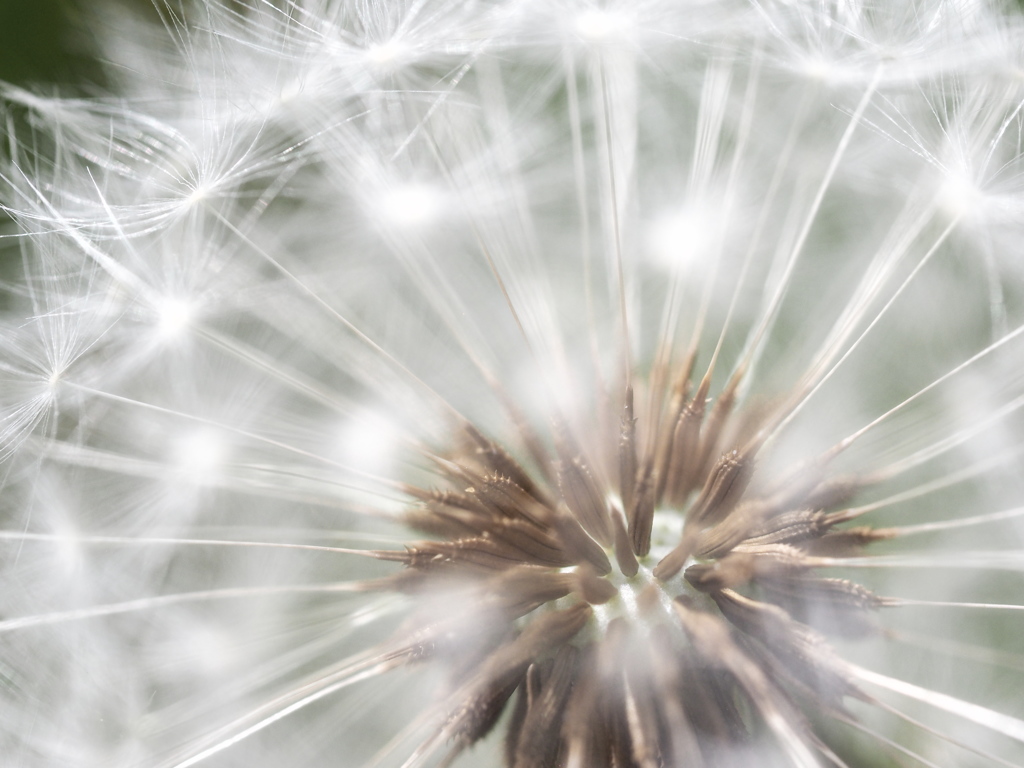 SEED