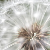 SEED