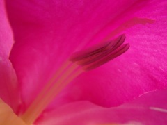 ディープ・・・・パープル