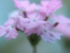 薄桃